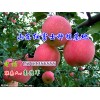 15763356555銷售山東日照紅富士蘋(píng)果