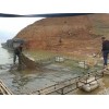 批發、零售河魚、丘北辣椒、草藥釀制土酒