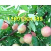 陜西毛桃產(chǎn)地價格\沙紅桃\秦王桃紅不軟毛桃阿布白毛桃種植價格