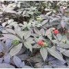 優(yōu)質(zhì)重樓、黑三七種子和種苗