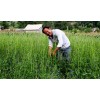 曲靖會(huì)澤草烏種苗批發(fā)_會(huì)澤縣重樓種植專(zhuān)業(yè)合作社