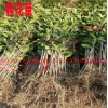 云南桂花苗批發(fā)市場價格