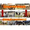 供應肉牛犢、小毛驢、德州驢、魯西黃牛、西門塔爾牛