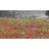 白芨組培苗、馴化苗、白芨種莖