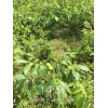 大量核桃苗供應，當年掛果，云新核桃苗