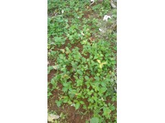 宣威小草烏、旱半夏中藥材種植戶