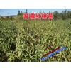 映霜紅桃苗批發(fā)價格_映霜紅桃苗哪里能買到?
