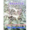 梨樹苗批發(fā)價(jià)格13577231933