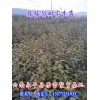梨苗價(jià)格采購(gòu)信息（梨苗13577231933）