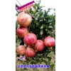 2015突尼斯軟籽石榴批發(fā)價格_ 高老莊農(nóng)業(yè)莊園有限公司