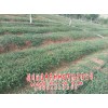專業化、現代化獨定子種植基地