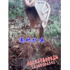 優質天冬藥材