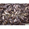 斑蝥（斑貓）【斑蠔、花斑毛】供應信息