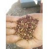 麗江花椒種植技術_麗江花椒供應商家_麗江花椒批發(fā)戶