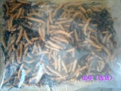 冬蟲(chóng)夏草的價(jià)值和應(yīng)——冬蟲(chóng)夏草_13577199538