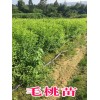 鐵核桃苗（營(yíng)養(yǎng)袋苗）/鐵核桃苗樹苗供應(yīng)銷售