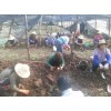 彌勒市正規專業重樓種植戶/ 重樓、白芨、燈盞花、朱子參批發