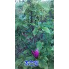 木蘭花樹苗（別名林蘭、木欄、桂欄、杜蘭）廠家批發/供應信息