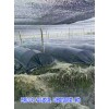 [云南紅豆杉]基地*保山[紅豆杉]樹(shù)苗價(jià)格信息