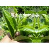 昌寧烤青茶圖片(批發(fā))價(jià)格@農(nóng)戶(hù)昌寧古樹(shù)茶銷(xiāo)售
