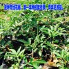 青花椒年種植就掛果的苗/兩年見效益
