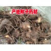 麗江附子（也叫草烏、鹽烏頭、鵝兒花）銷售信息/優質附子直銷