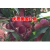 毛桃苗#云南毛桃苗苗圃基地#毛桃苗批發
