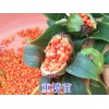 重樓苗_重樓種苗銷售_云南重樓種苗銷售_重樓種苗供應商