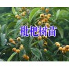 云南枇杷樹苗& 枇杷樹苗批發(fā)價格@  枇杷樹苗的栽培技術