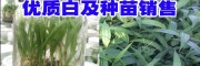 云南優(yōu)質(zhì)白及種苗(評價)