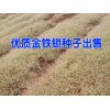 紅河金鐵鎖種植戶種子行情%金鐵鎖種植戶批發(fā)供應(yīng)商