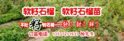 哪里的軟籽石榴苗較好