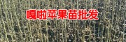 云南嘎啦蘋果怎么樣