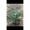 求購馬比木樹（公黃珠子、追風傘）