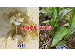 云南普洱種白芨保回收&致富脫貧好項目&白芨苗多少錢一株