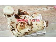 優質紫花三叉大白芨苗/普洱/版納小苗/紫花三叉大白芨種植公司