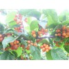 昆明櫻桃怎么樣?果實富含糖,晶瑩美麗、紅如瑪瑙