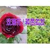 玫瑰小苗價格#玫瑰小苗批發(fā)&玫瑰苗基地批發(fā)價格