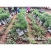 九葉青花椒苗一棵多少錢、花椒苗價格-13887043679