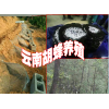 胡蜂養殖找哪里-云南滇潤蜂業有限公司較專業