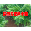 黃花梨權威鑒定#黃花梨樹苗哪里有賣@黃花梨怎樣種植