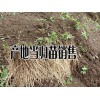 云南當歸種苗(籽)批發_當歸幾月份種植比較適合-當歸種植戶