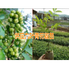 青花椒哪里在收購(gòu)%買(mǎi)苗保回收九葉青花椒