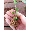大理白芨種苗批發(fā)|大理哪里能購買白芨種苗？白芨種苗價格
