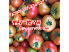 本地黃瓜價格行情(產(chǎn)地)_云南黃瓜網(wǎng)