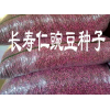 保山豌豆種子批發@豌豆種子批發價格#紅河自產自銷豌豆種子