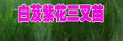 宣威市恒飛種植專業(yè)合作社