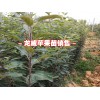今年新品種果樹(shù)苗都有哪些?