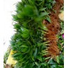 富貴竹批發價格哪里便宜？海南荷花竹富貴竹
