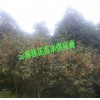 桂花樹秒價格均為參考價格#桂花樹栽培技術(shù)